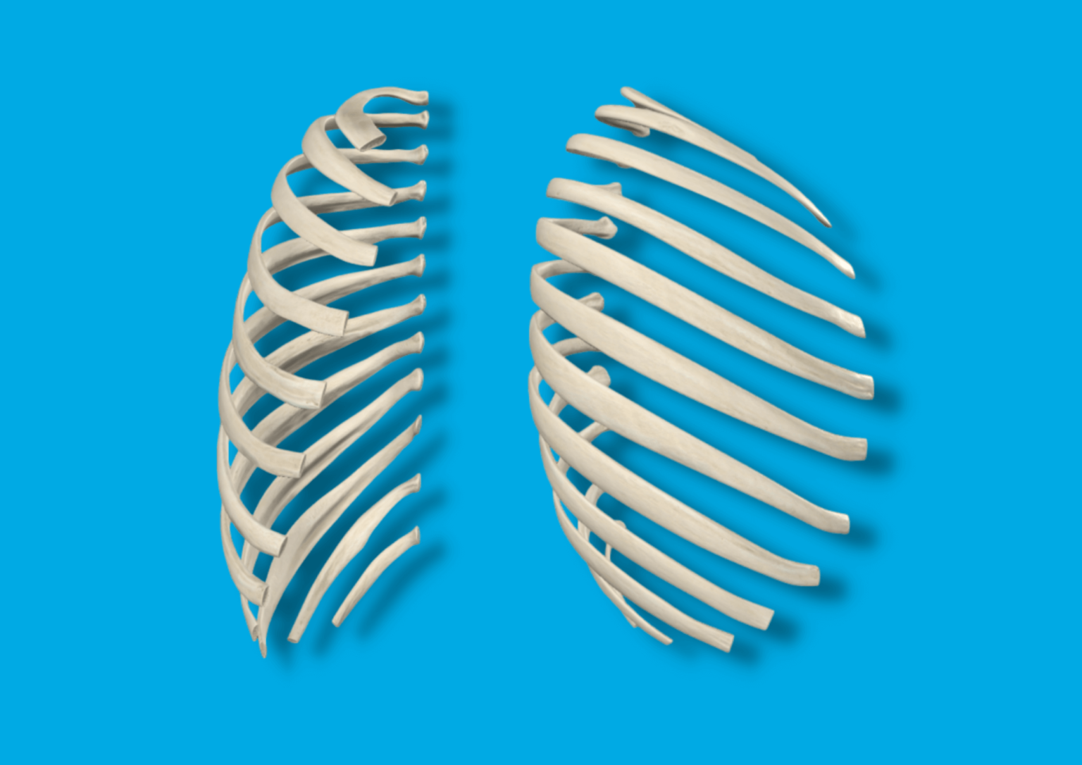 ️ Huesos del torso | HUESOS CUERPO HUMANO