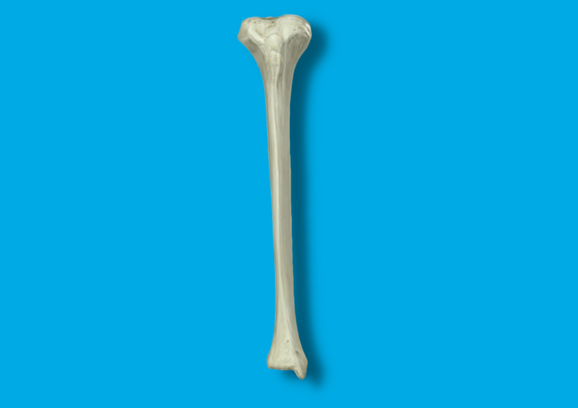 Tibia Colored ️ Articulaciones de la rodilla | HUESOS CUERPO HUMANO