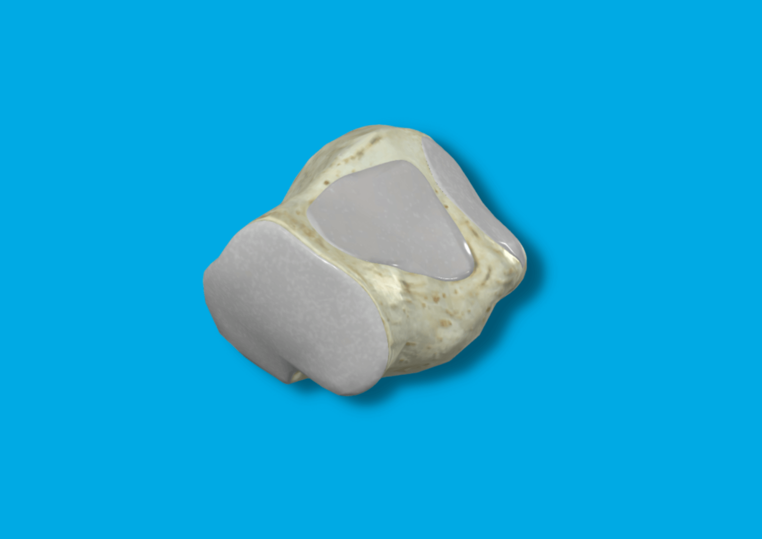 ️ Hueso Cuneiforme Lateral HUESOS CUERPO HUMANO