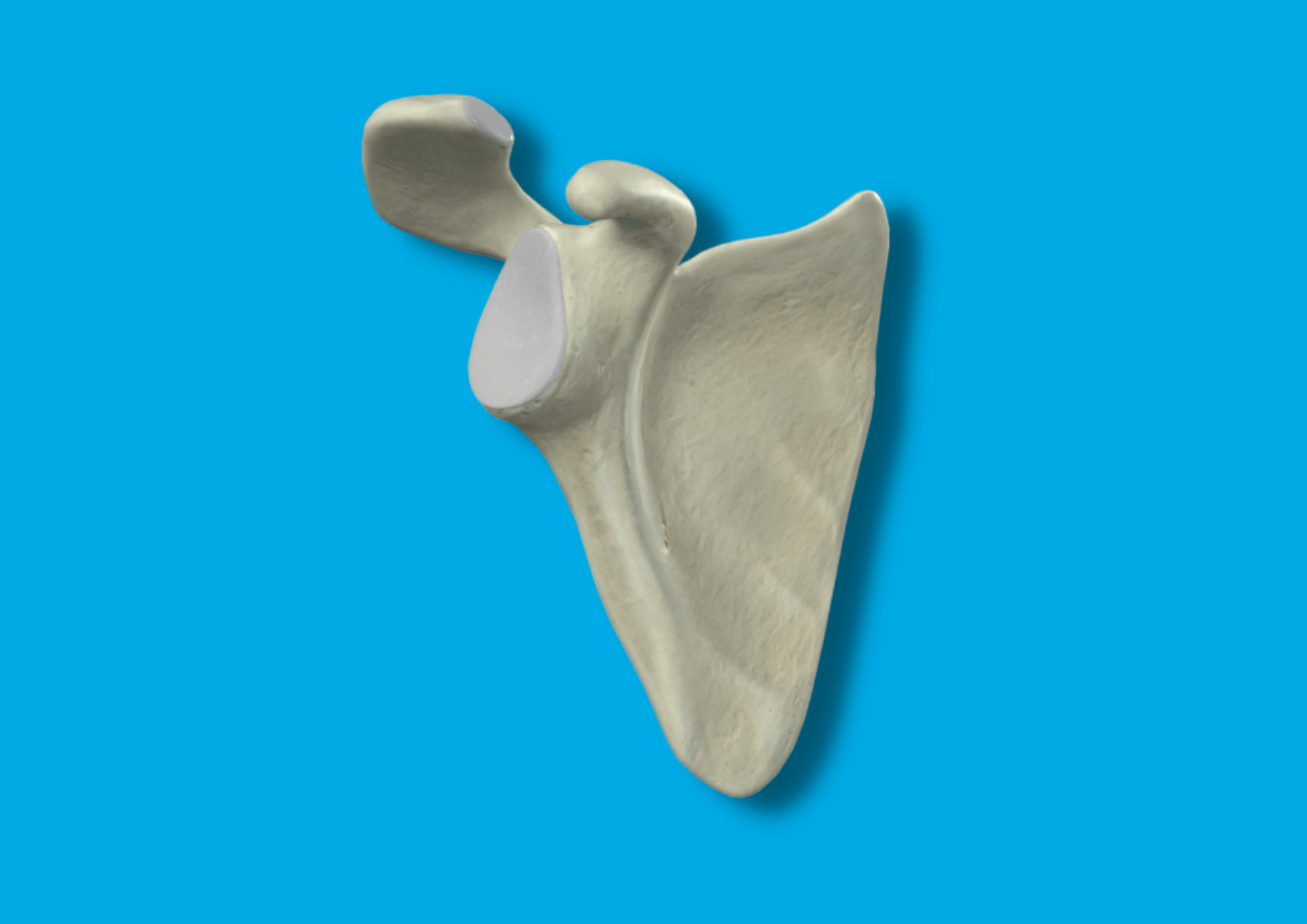 ️ Costillas del Cuerpo Humano HUESOS CUERPO HUMANO