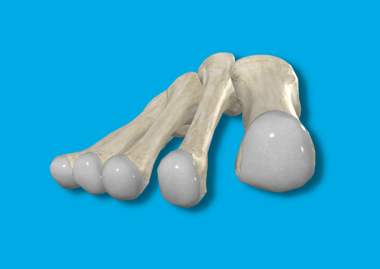 Hueso Navicular HUESOS CUERPO HUMANO hueso-navicular-huesos-cuerpo-humano