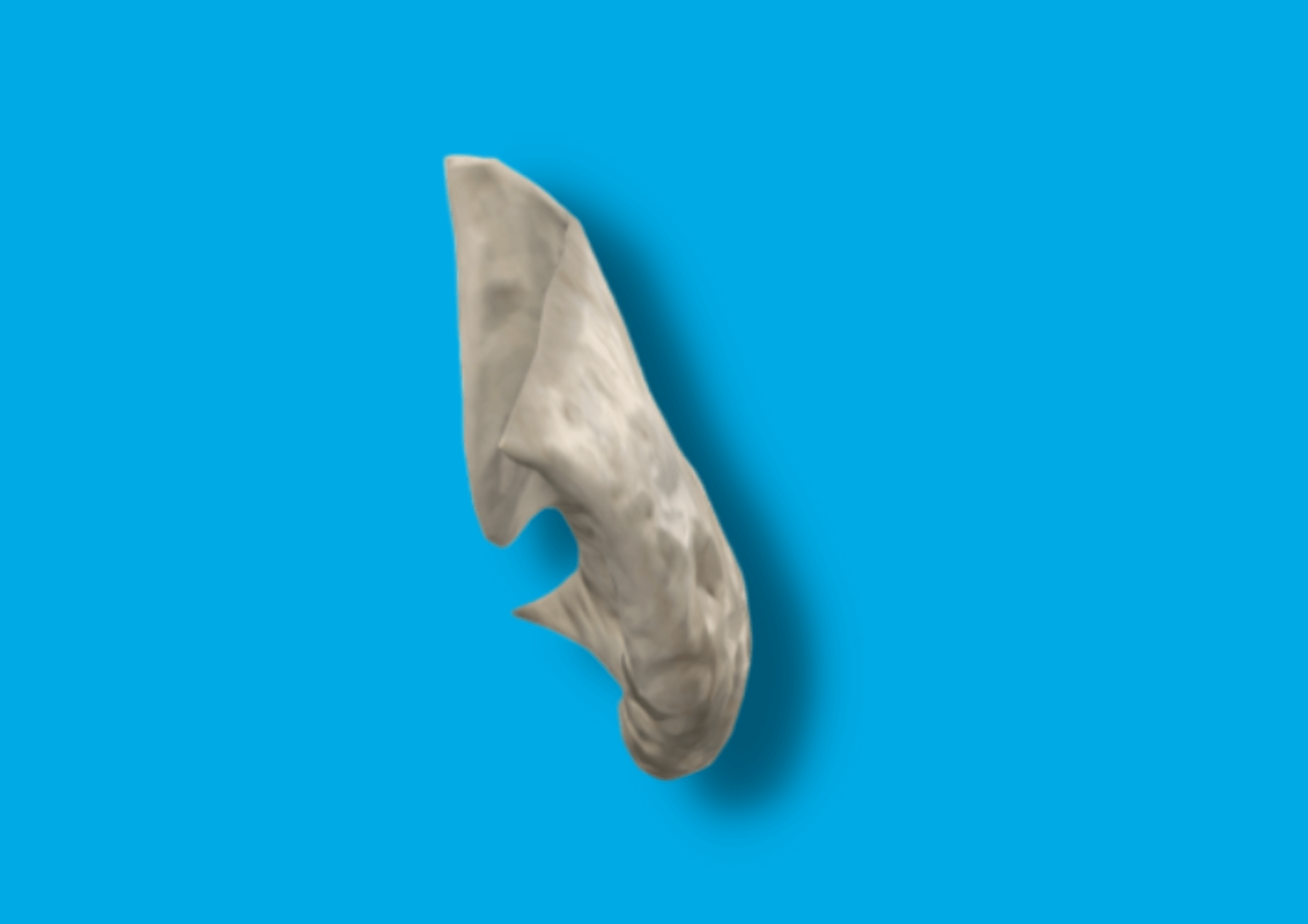 ️ nasal inferior HUESOS CUERPO HUMANO